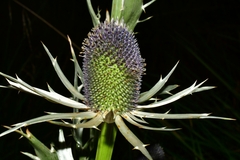 Eryngium proteiflorum