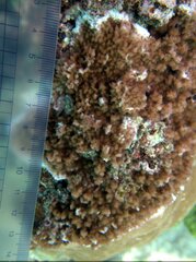 Montipora