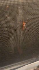 Nephrotoma ferruginea