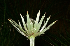 Eryngium proteiflorum