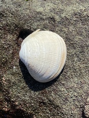 Veneridae