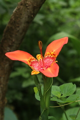 Tigridia pavonia