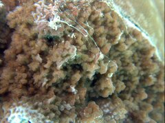 Montipora