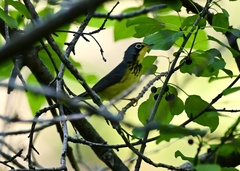 Cardellina canadensis