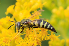 Bicyrtes quadrifasciatus