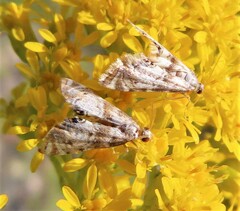 Petrophila fulicalis