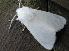 Hyphantria cunea