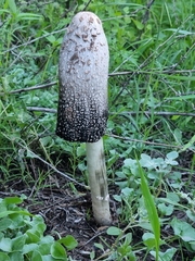 Coprinus