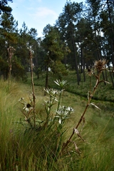 Eryngium proteiflorum