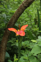 Tigridia pavonia