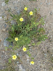 Potentilla recta