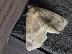 Niphonyx segregata