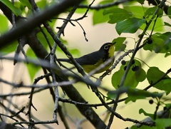 Cardellina canadensis