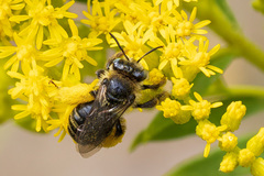 Melissodes druriellus