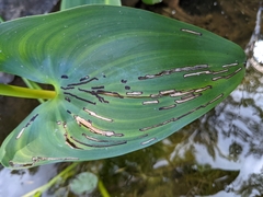 Chrysomelidae