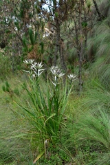 Eryngium proteiflorum
