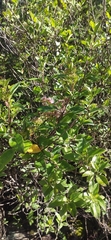 Eupatorieae