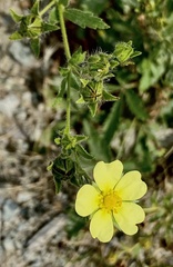 Potentilla recta