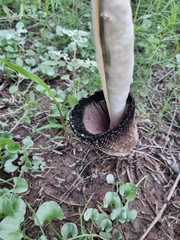 Coprinus