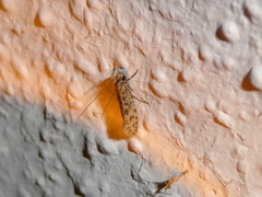 Amydria effrenatella