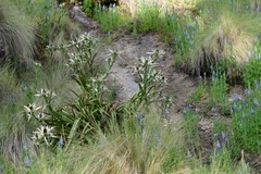 Eryngium proteiflorum