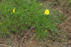 Coreopsis grandiflora