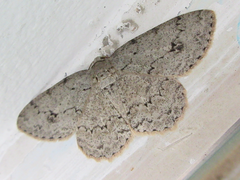 Ectropis crepuscularia