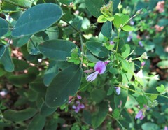 Lespedeza repens