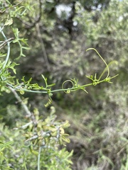 Ibervillea tenuisecta