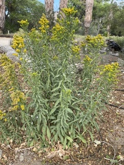 Solidago confinis