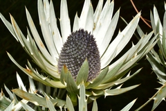 Eryngium proteiflorum
