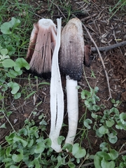 Coprinus