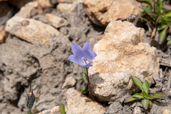 Campanula lasiocarpa