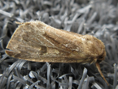Spodoptera depravata