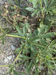 Potentilla recta