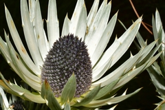 Eryngium proteiflorum