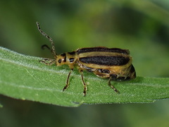 Trirhabda canadensis