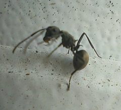 Polyrhachis dives