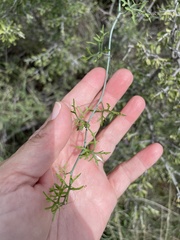 Ibervillea tenuisecta