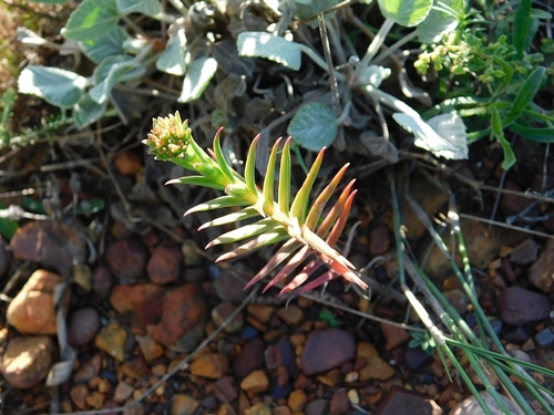 Crassula subulata