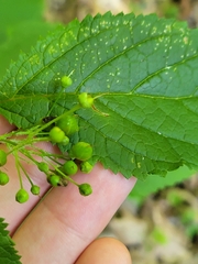 Scrophularia lanceolata