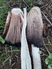 Coprinus