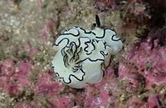 Doriprismatica atromarginata