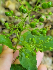 Scrophularia lanceolata