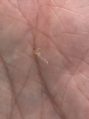 Bythotrephes longimanus