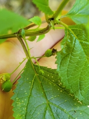 Scrophularia lanceolata