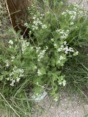 Parthenium