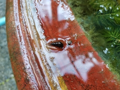 Melanoides tuberculata