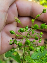 Scrophularia lanceolata
