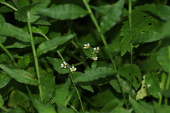 Galinsoga quadriradiata